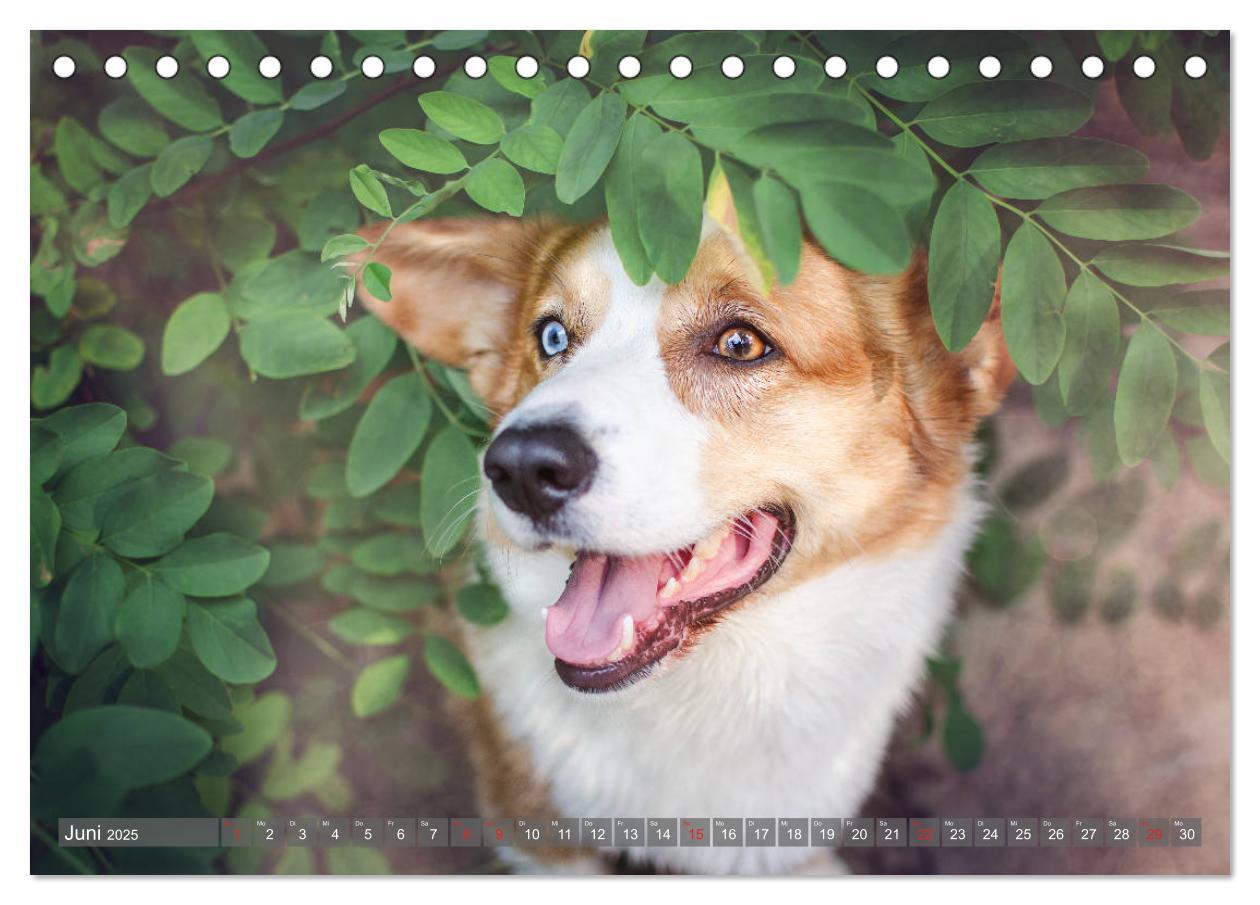 Bild: 9783435117925 | Welsh Corgi - Der Kobold unter den Hunden (Tischkalender 2025 DIN...