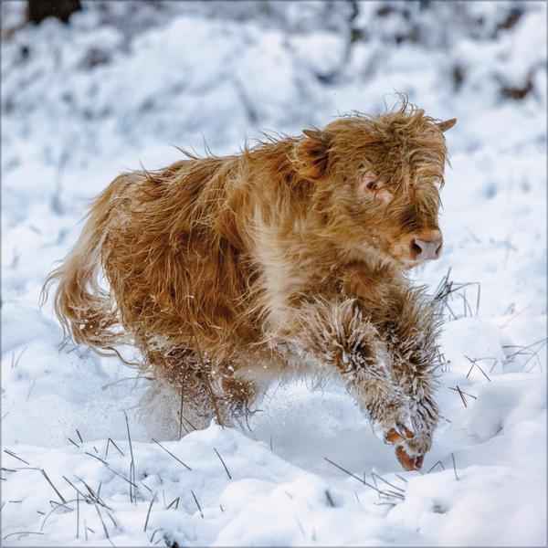 Bild: 9783731876427 | Tiere auf dem Bauernhof 2025 | Verlag Korsch | Kalender | 13 S. | 2025