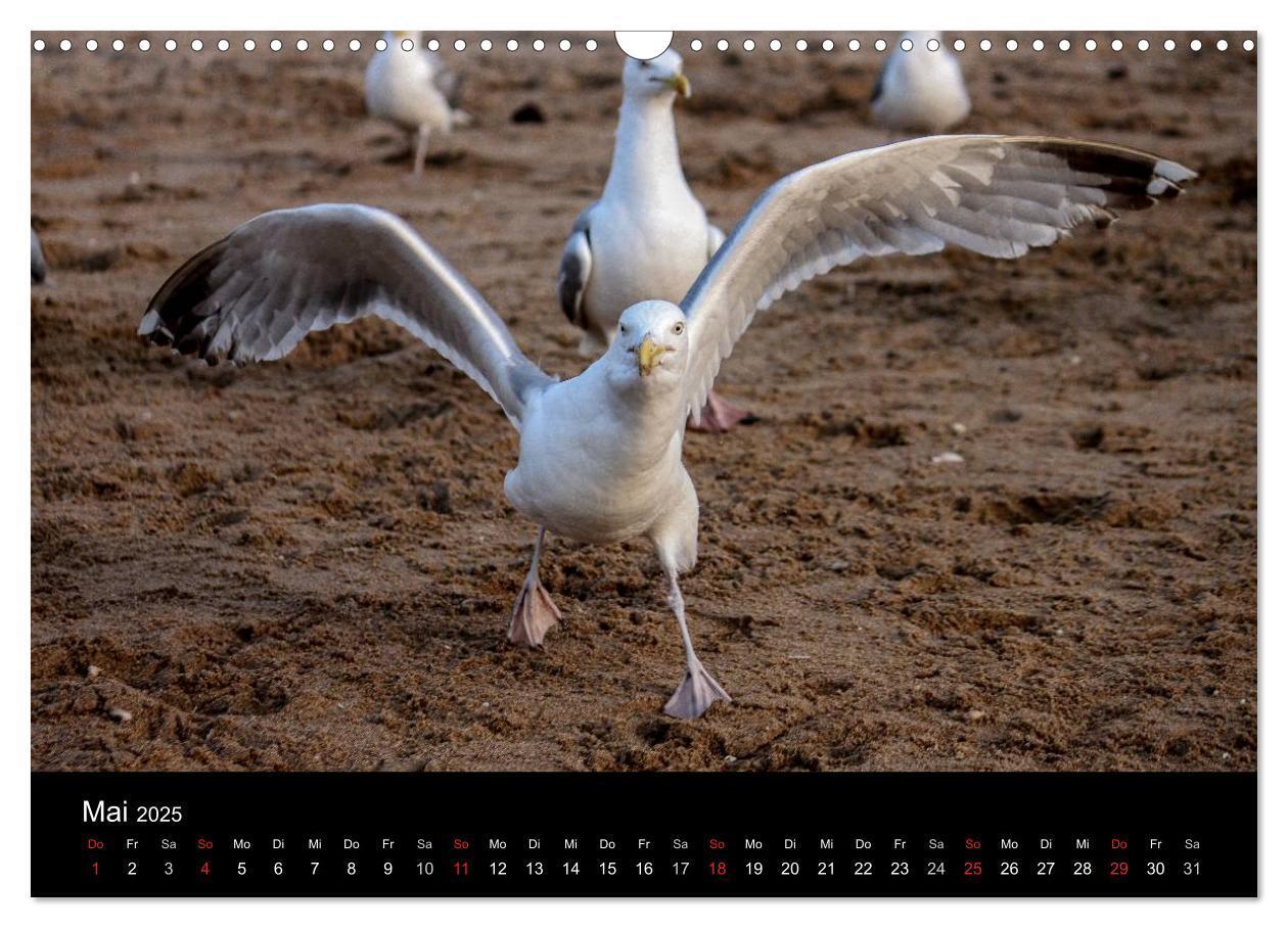 Bild: 9783435655380 | Spontane Fotografie - Möwen (Wandkalender 2025 DIN A3 quer),...