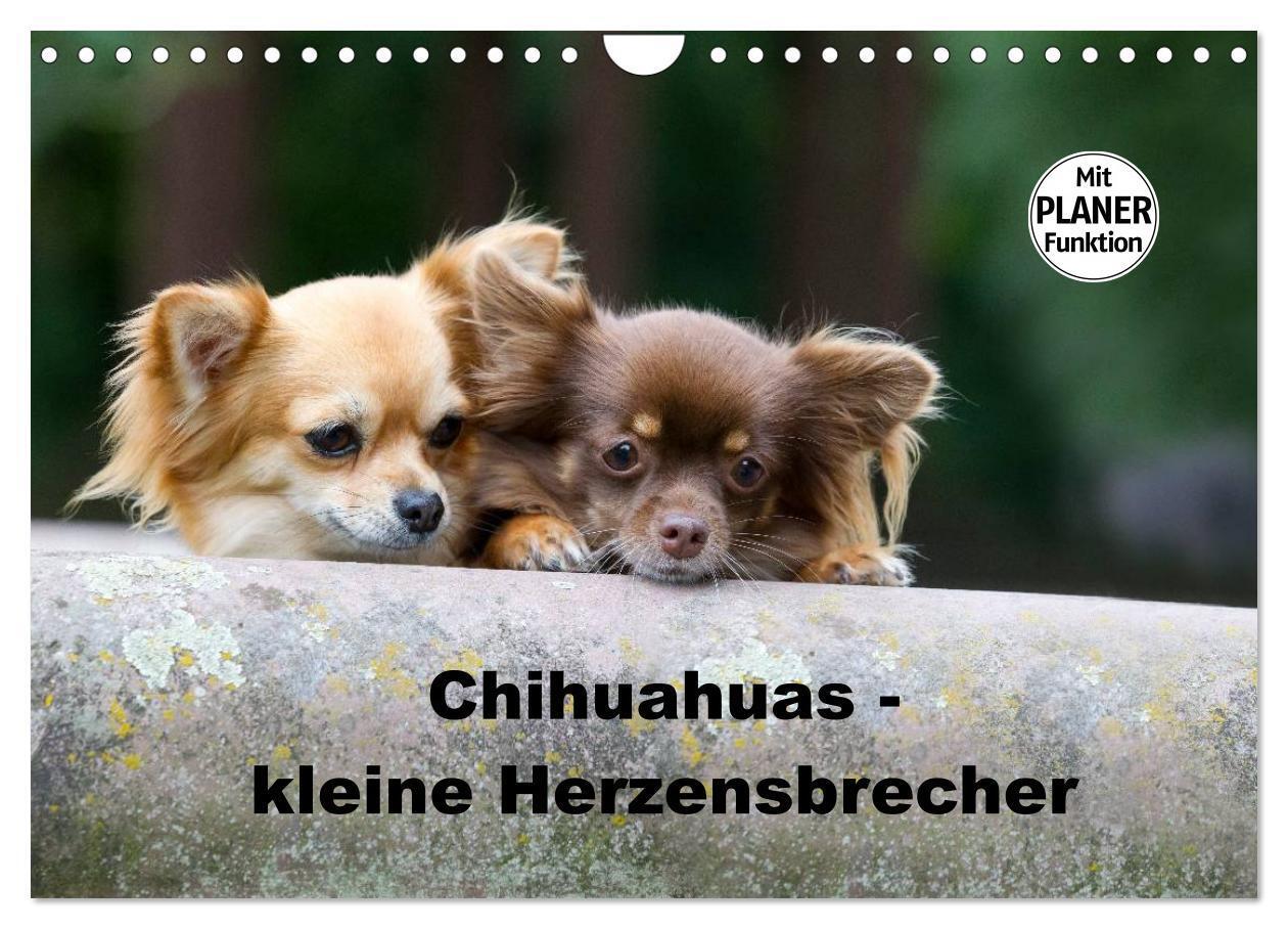 Cover: 9783435557295 | Chihuahuas - kleine Herzensbrecher (Wandkalender 2025 DIN A4 quer),...