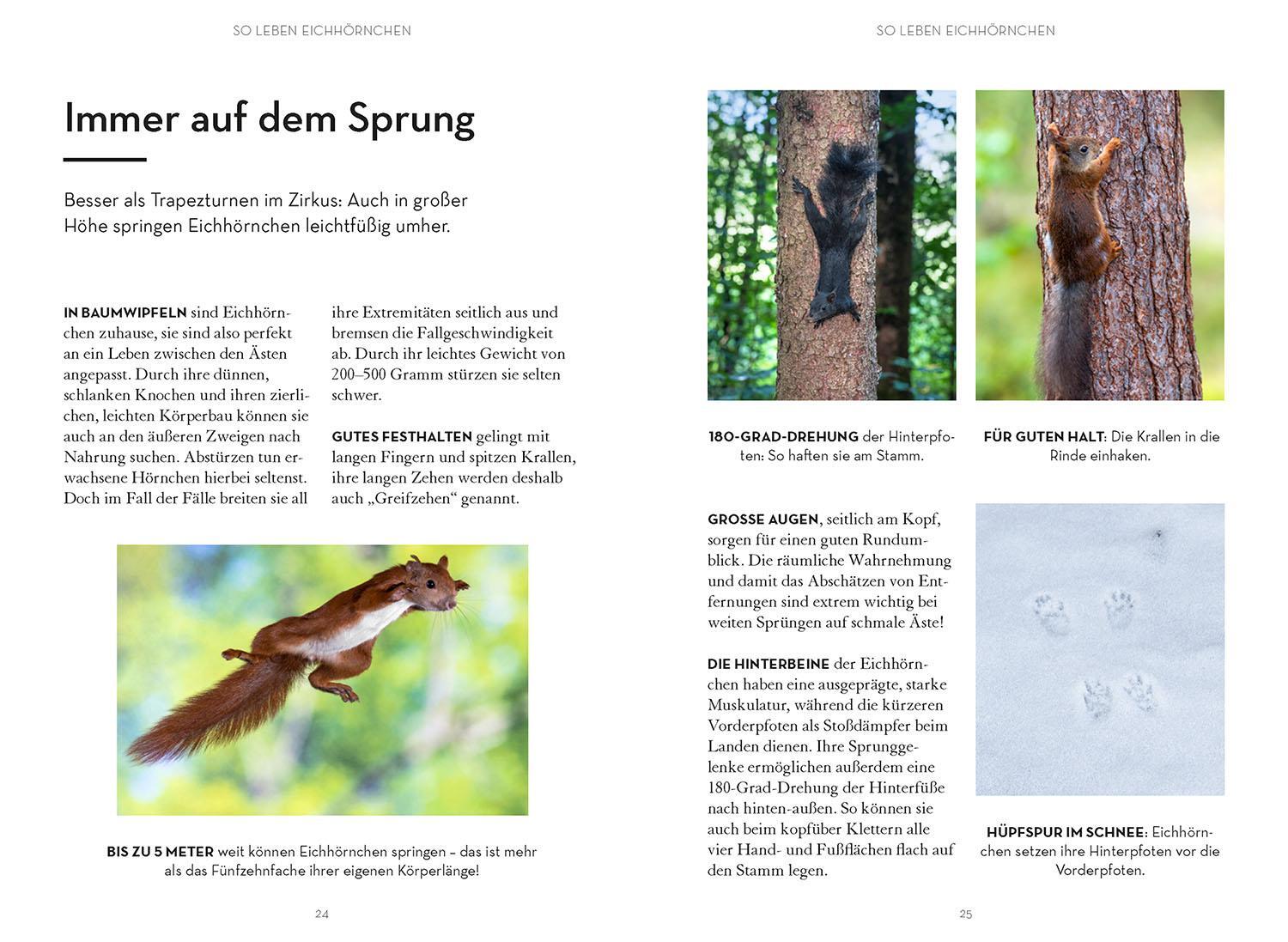 Bild: 9783440174630 | Mach was für Eichhörnchen | Frederike Hecker | Taschenbuch | 96 S.