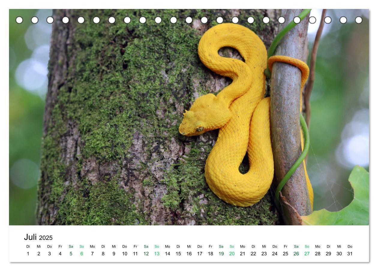 Bild: 9783383977138 | Costa Rica - Tropische Tierwelt (Tischkalender 2025 DIN A5 quer),...