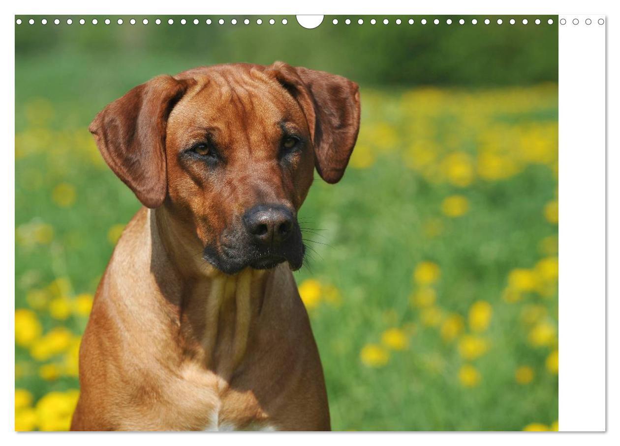 Bild: 9783435540990 | Rhodesian Ridgeback 2025 (Wandkalender 2025 DIN A3 quer), CALVENDO...