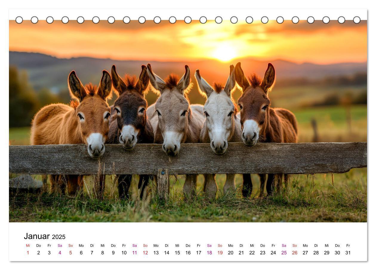 Bild: 9783457215357 | Esel - neugierige Typen (Tischkalender 2025 DIN A5 quer), CALVENDO...