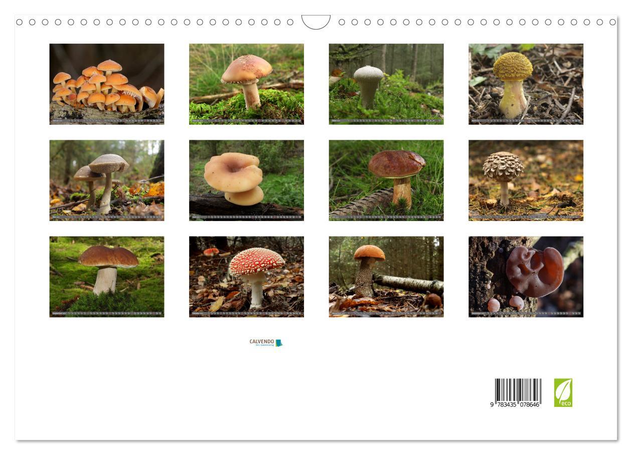 Bild: 9783435078646 | PILZE IM WALD (Wandkalender 2025 DIN A3 quer), CALVENDO Monatskalender