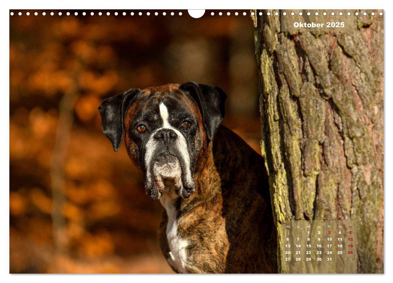 Bild: 9783435179558 | Einmal Boxer - immer Boxer (Wandkalender 2025 DIN A3 quer),...