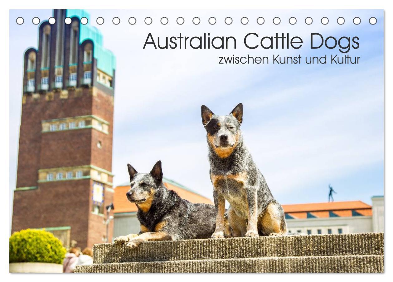 Cover: 9783435462421 | Australian Cattle Dogs zwischen Kunst und Kultur (Tischkalender...