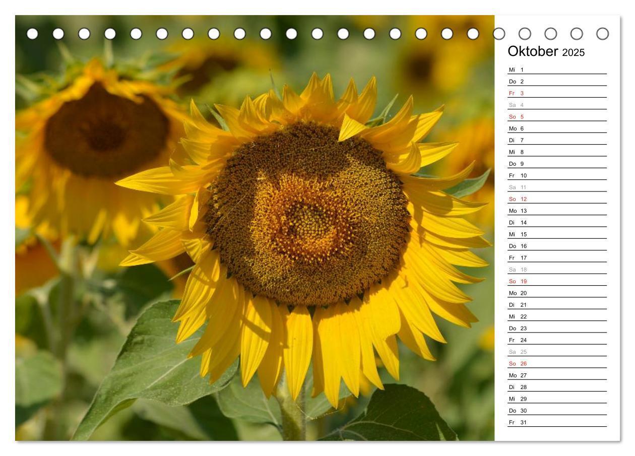 Bild: 9783435475797 | Ein Jahr lang Sonnenblumen (Tischkalender 2025 DIN A5 quer),...