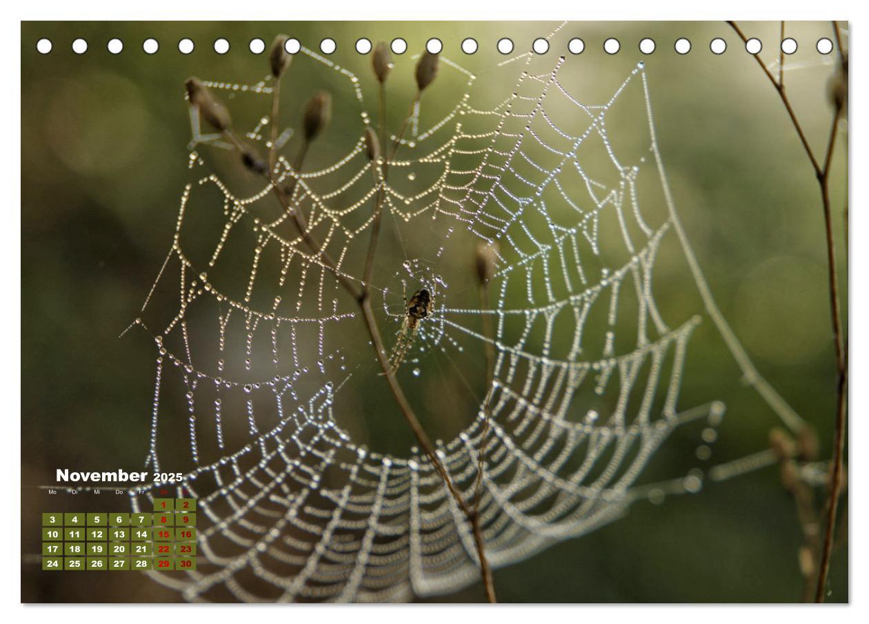 Bild: 9783383772054 | Klein aber oho. Die bunte Welt der Insekten (Tischkalender 2025 DIN...