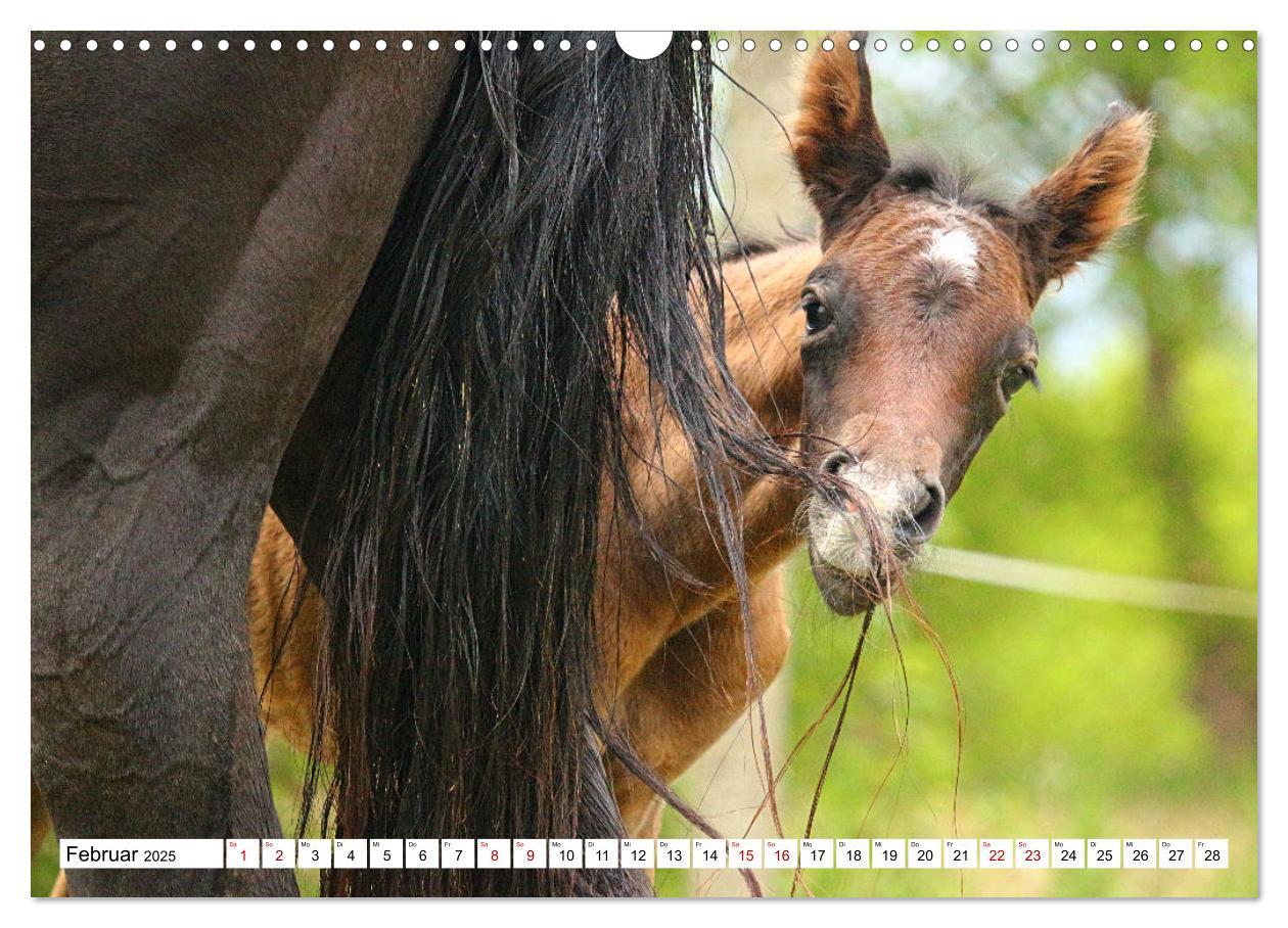 Bild: 9783435090259 | Fohlen - das Leben ist schön (Wandkalender 2025 DIN A3 quer),...