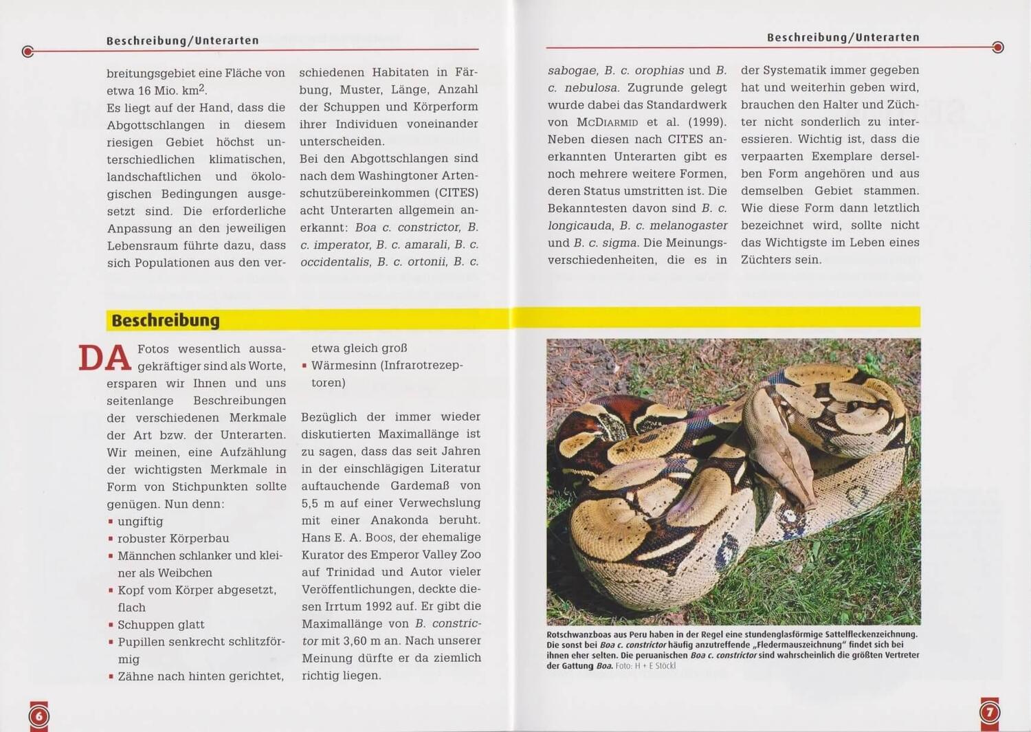 Bild: 9783866590793 | Die Abgottschlange - Boa Constrictor | Hermann Stöckl (u. a.) | Buch