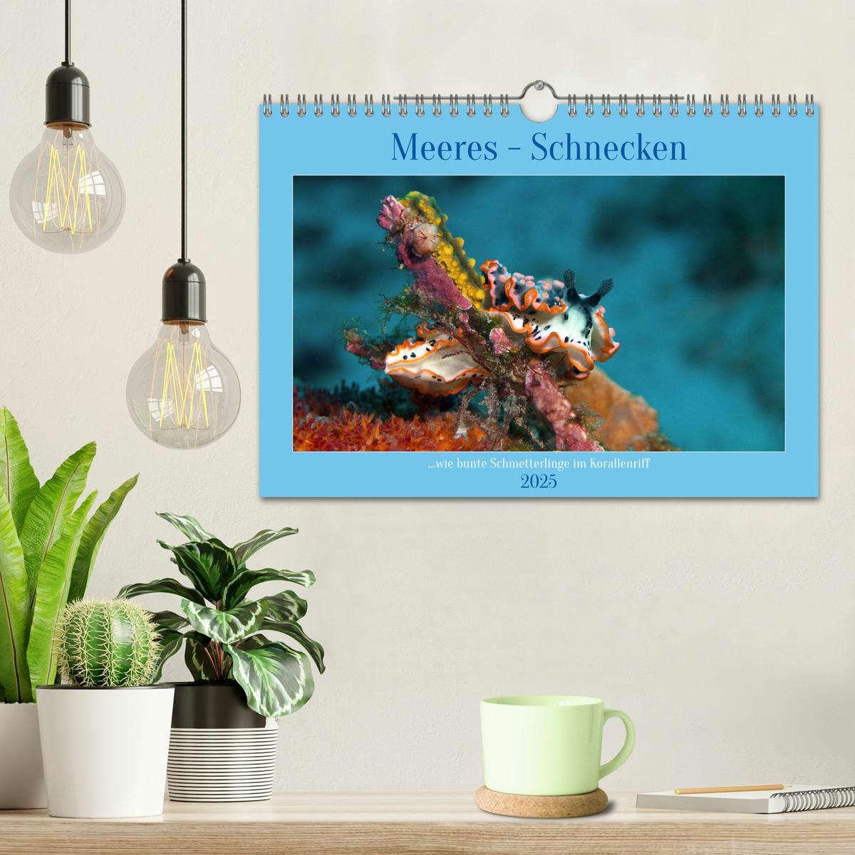 Bild: 9783383843105 | Meeres-Schnecken (Wandkalender 2025 DIN A4 quer), CALVENDO...