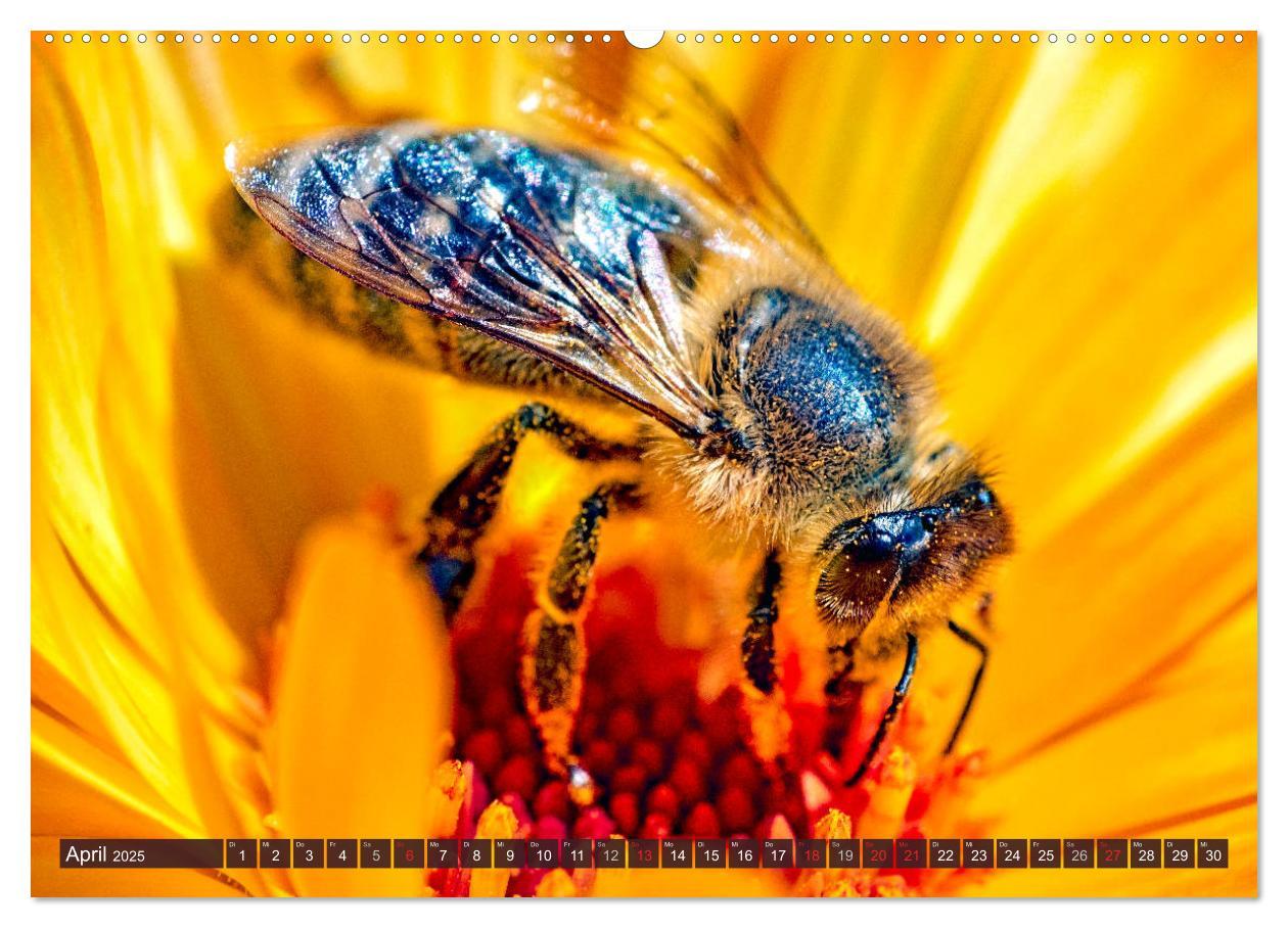 Bild: 9783435241569 | BIENEN - Kleine Nützlinge ganz groß (Wandkalender 2025 DIN A2...