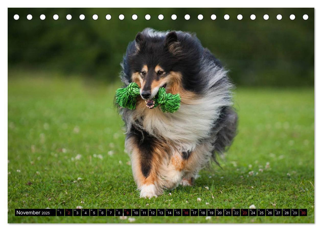 Bild: 9783435568147 | Collie - Mein bester Freund (Tischkalender 2025 DIN A5 quer),...