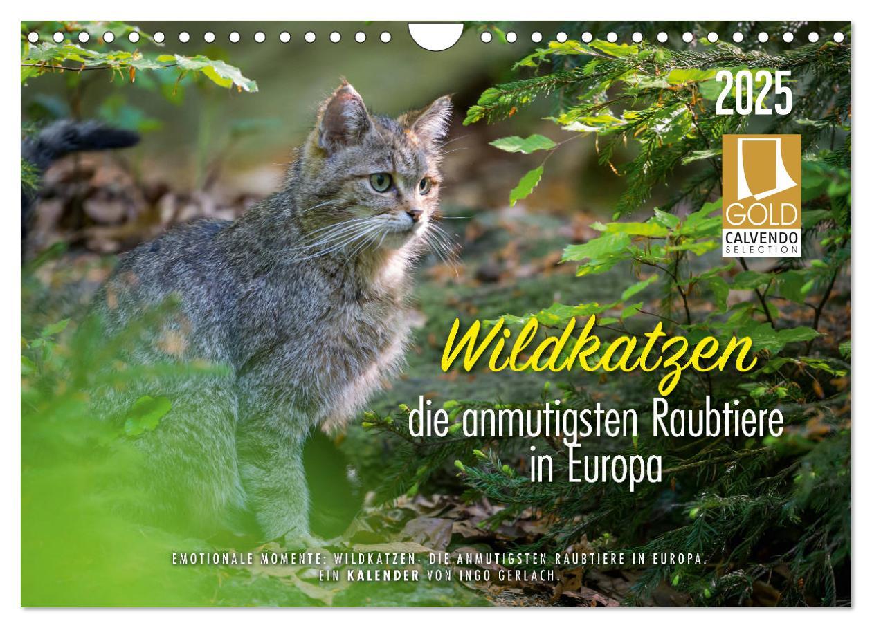 Cover: 9783435219797 | Wildkatzen - die anmutigsten Raubiere in Europa. (Wandkalender 2025...