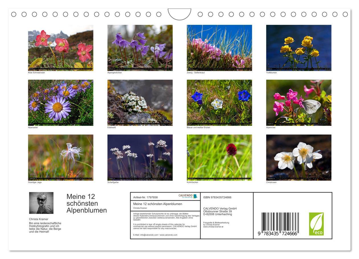 Bild: 9783435724666 | Meine 12 schönsten Alpenblumen (Wandkalender 2025 DIN A4 quer),...