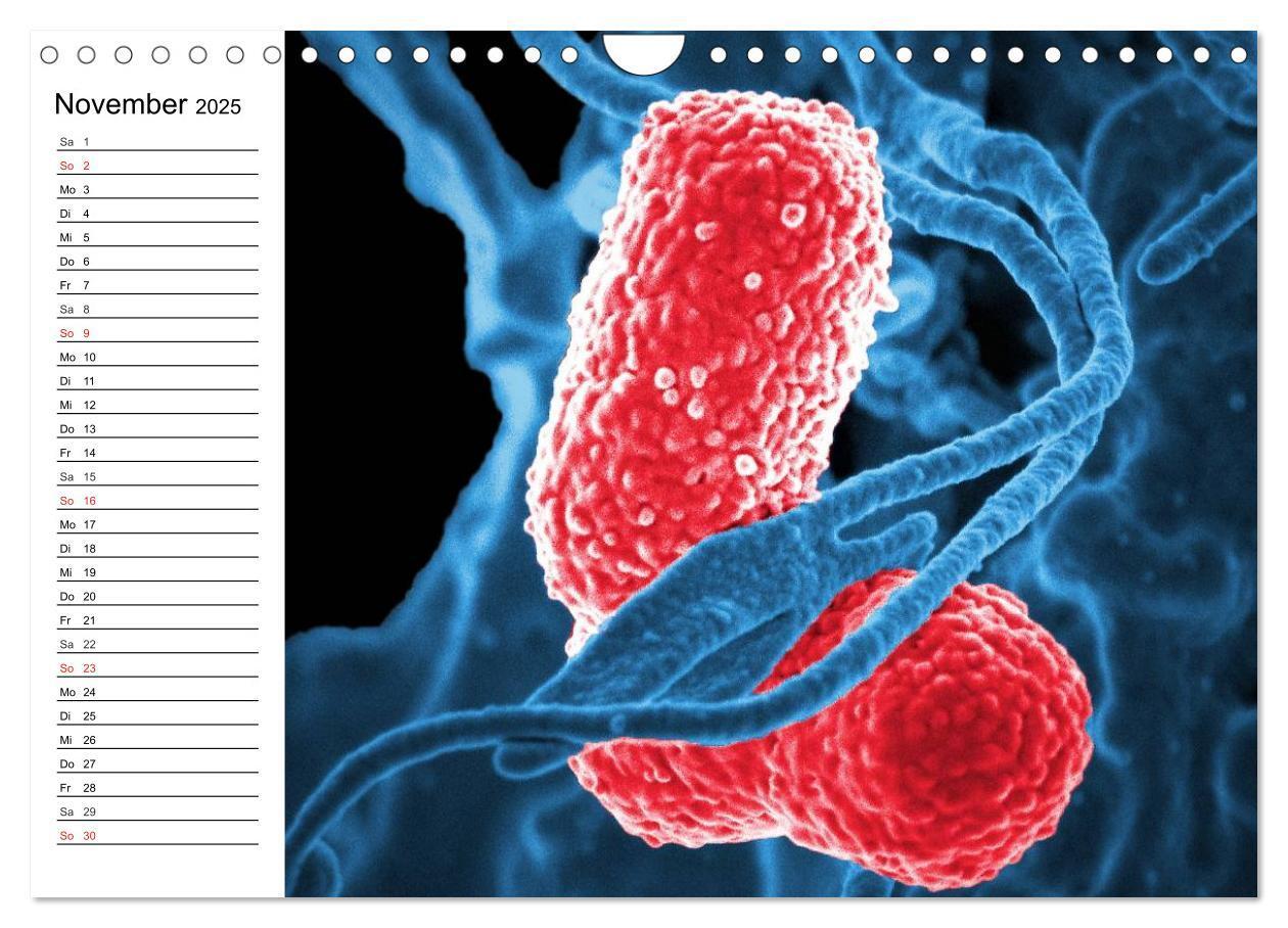 Bild: 9783435483808 | Mikrobiologie. Mikroorganismen, Genetik und Zellen (Wandkalender...