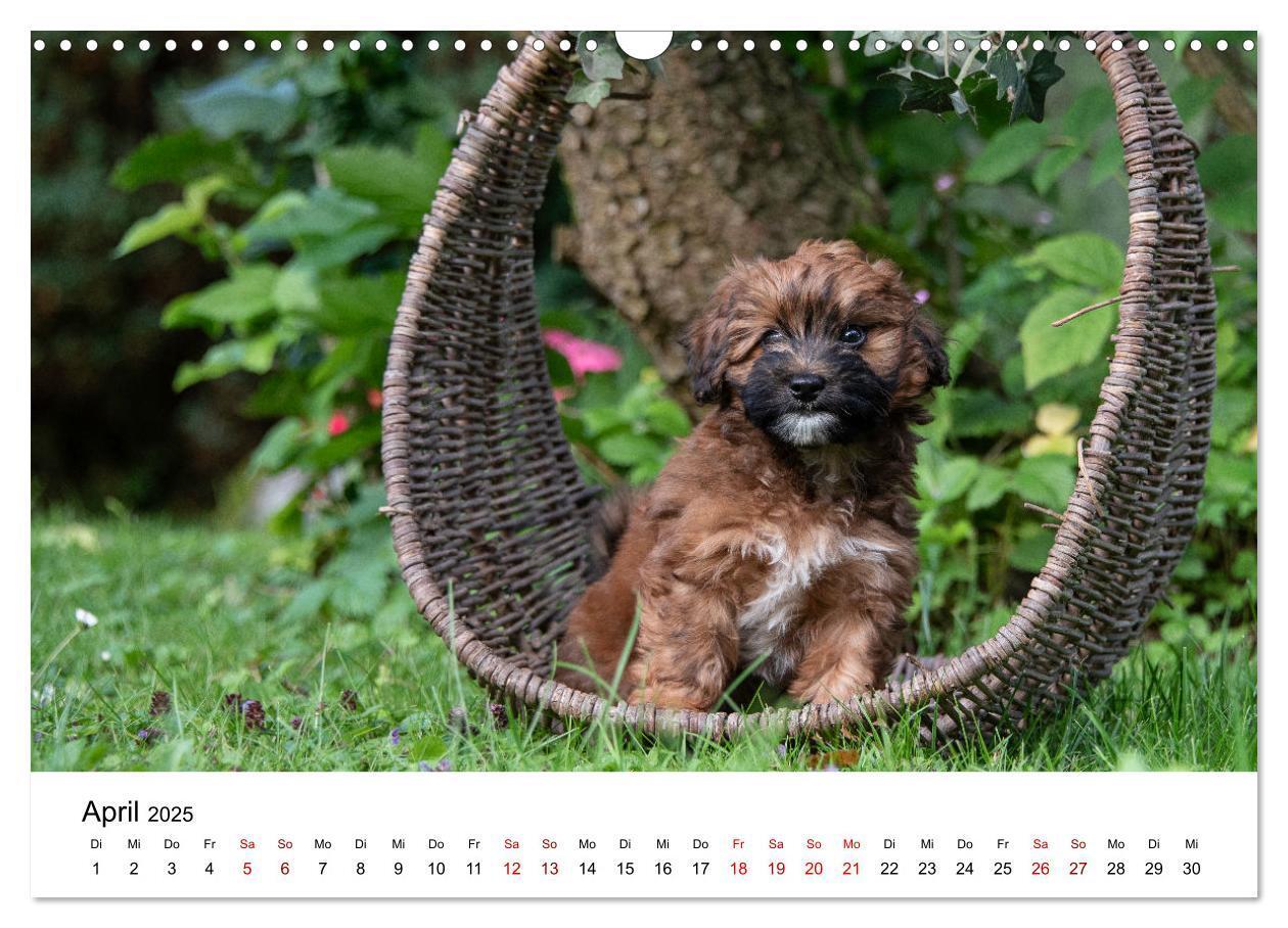 Bild: 9783435038053 | Maltipoo Welpen (Wandkalender 2025 DIN A3 quer), CALVENDO...