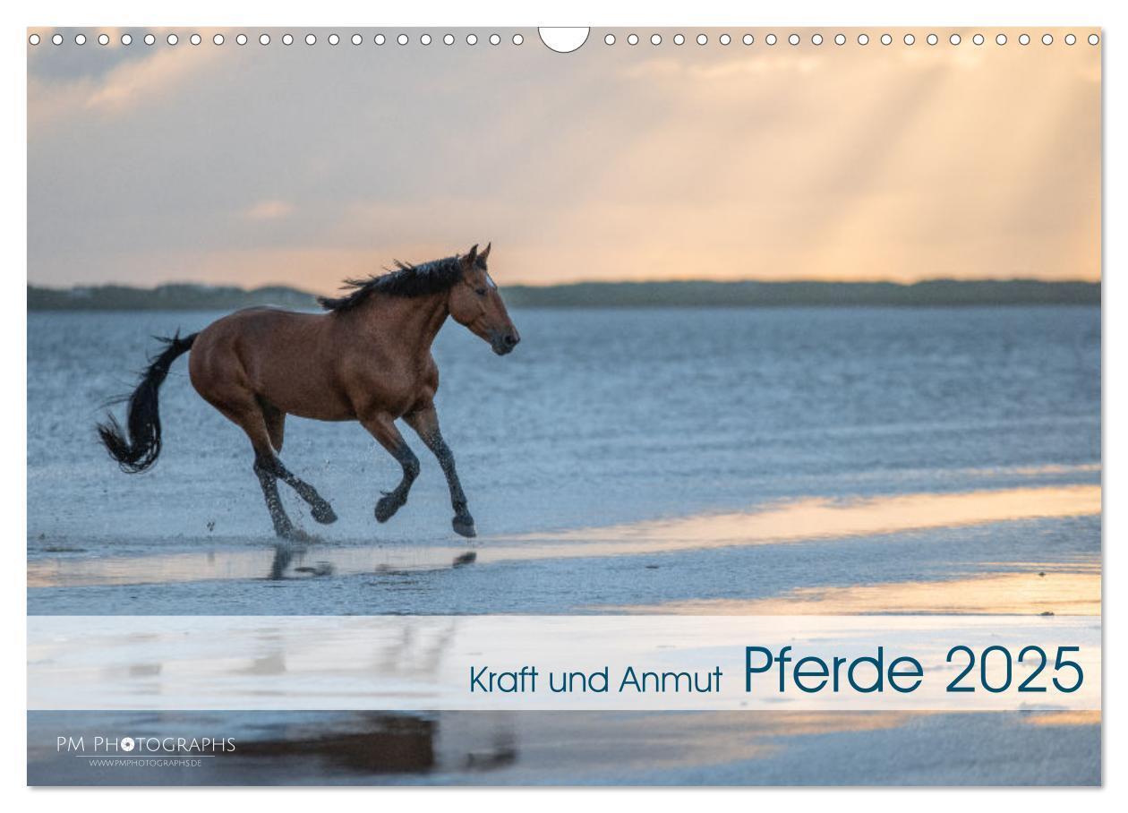 Cover: 9783435104772 | Pferde 2025 Kraft und Anmut (Wandkalender 2025 DIN A3 quer),...