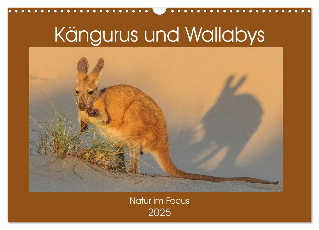 Cover: 9783435362561 | Kängururs und Wallabys (Wandkalender 2025 DIN A3 quer), CALVENDO...