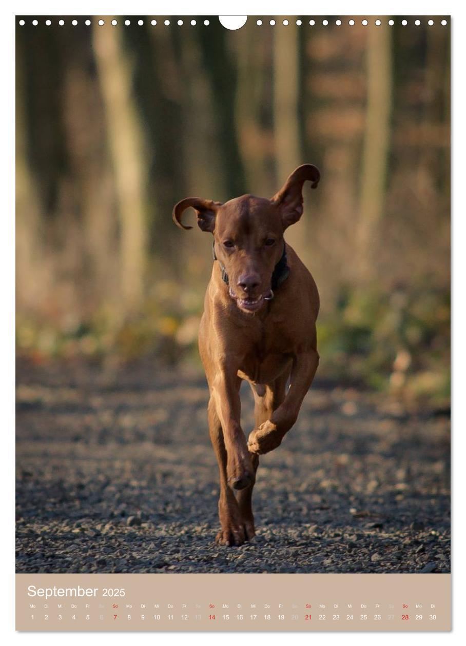 Bild: 9783457015742 | Magyar Vizsla im Portrait (Wandkalender 2025 DIN A3 hoch), CALVENDO...