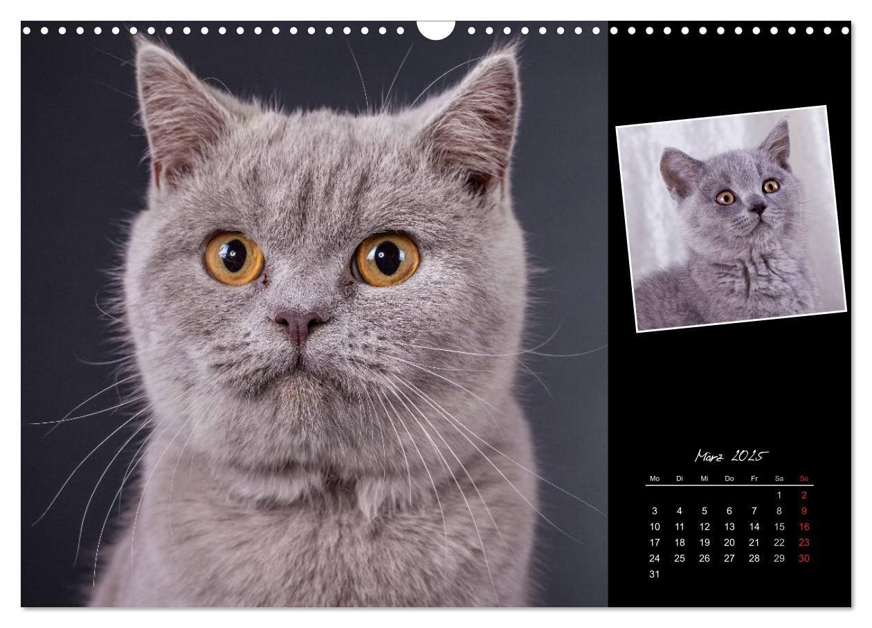 Bild: 9783435772926 | Britisch Kurzhaar Katzen (Wandkalender 2025 DIN A3 quer), CALVENDO...