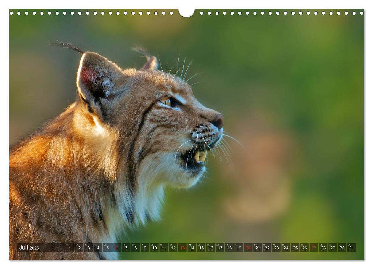 Bild: 9783435689576 | Der Luchs - Dem Pinselohr auf der Spur (Wandkalender 2025 DIN A3...