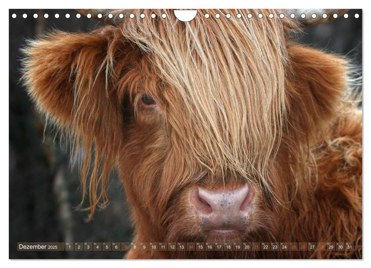 Bild: 9783435731640 | Schottische Hochlandrinder - Highland Cattle im Portrait...