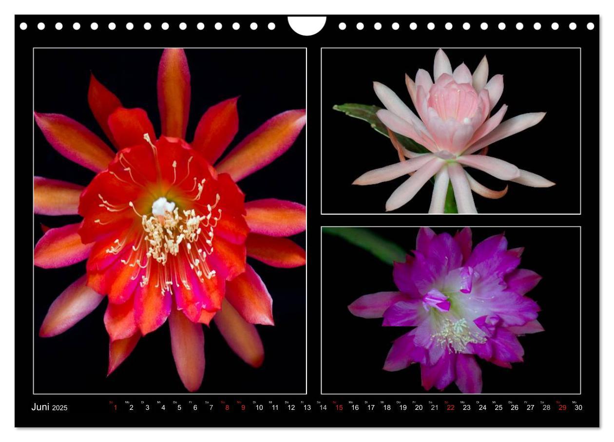 Bild: 9783435637171 | Epiphyllum-Hybriden (Wandkalender 2025 DIN A4 quer), CALVENDO...