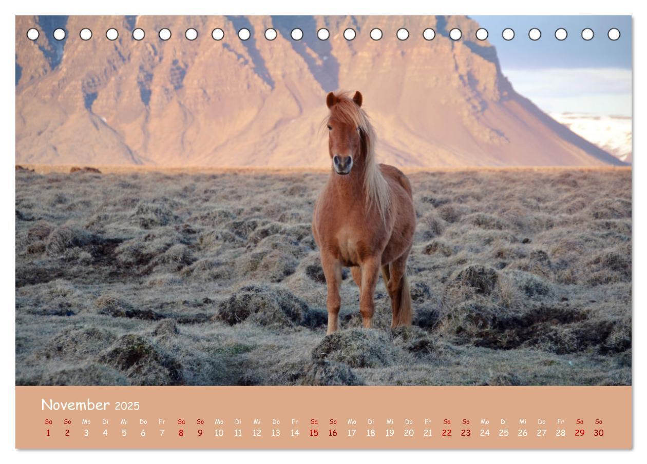 Bild: 9783435070893 | Das Islandpferd (Tischkalender 2025 DIN A5 quer), CALVENDO...