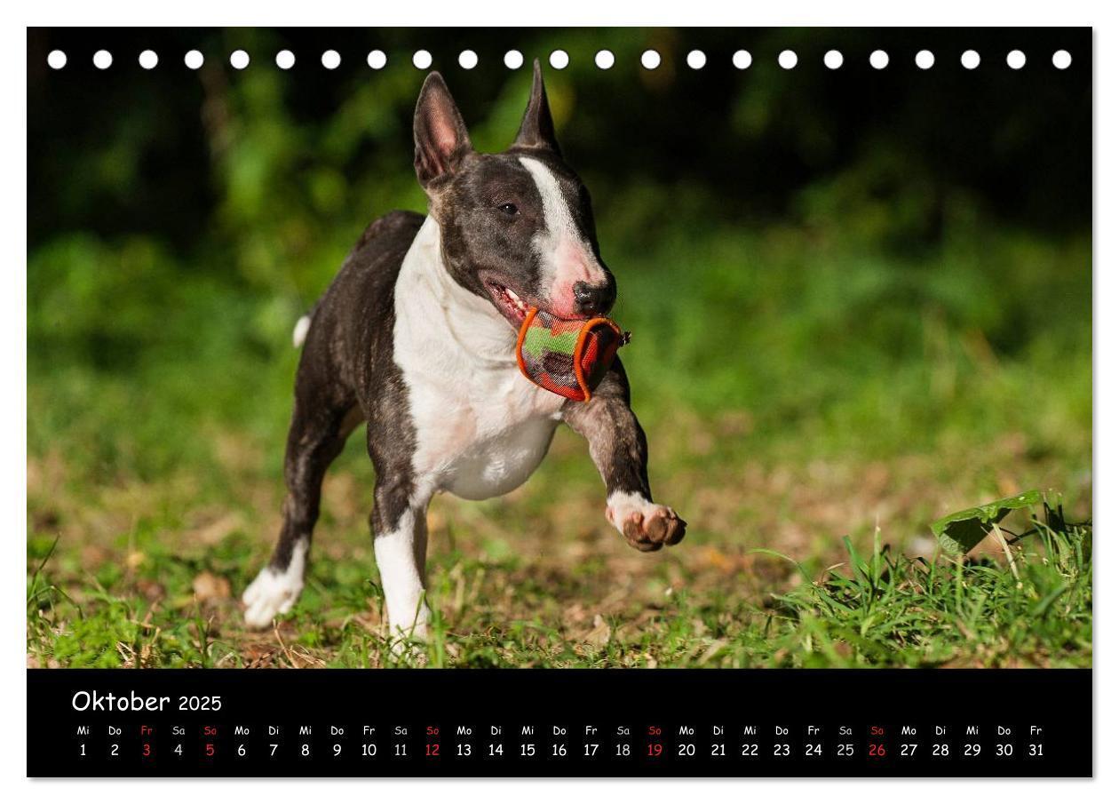 Bild: 9783435767694 | Bullterrier (Tischkalender 2025 DIN A5 quer), CALVENDO Monatskalender