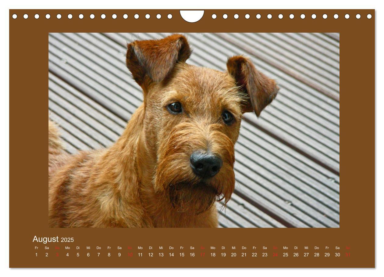 Bild: 9783435286973 | Kelly, der Irish Terrier - innen und außen aus Gold (Wandkalender...