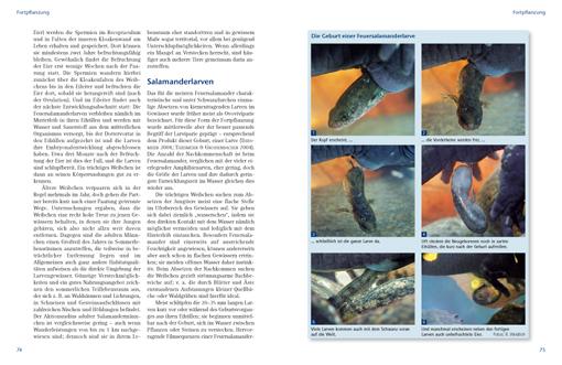 Bild: 9783866591561 | Feuersalamander | Stefan Schorn (u. a.) | Taschenbuch | 141 S. | 2011