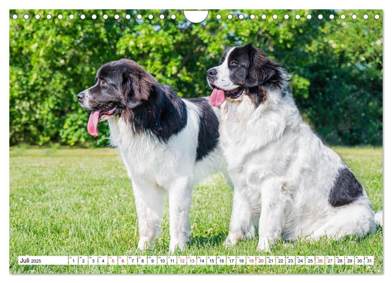 Bild: 9783383859618 | Traumhund Landseer (Wandkalender 2025 DIN A4 quer), CALVENDO...