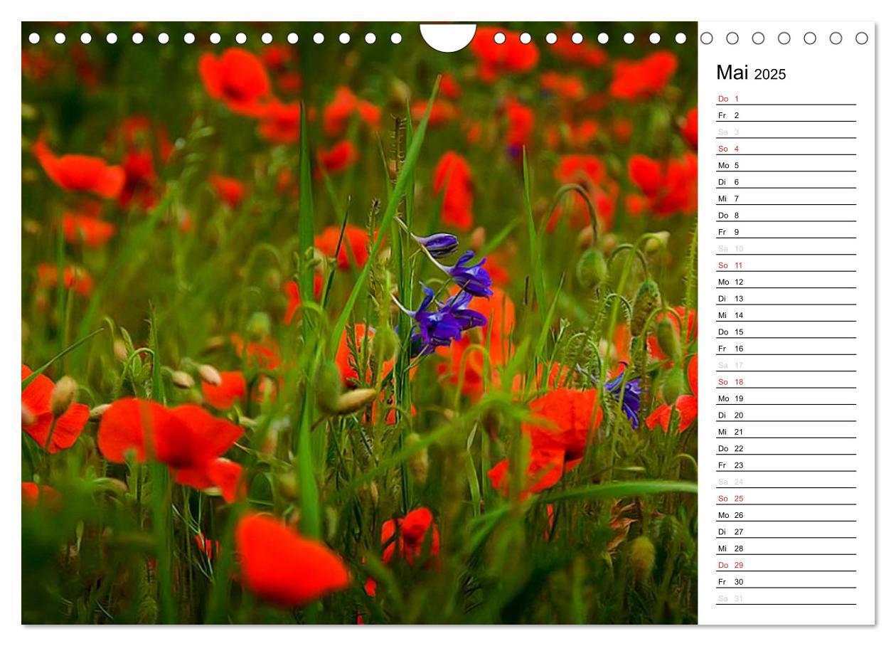 Bild: 9783435218646 | Ein Traum von Mohn (Wandkalender 2025 DIN A4 quer), CALVENDO...