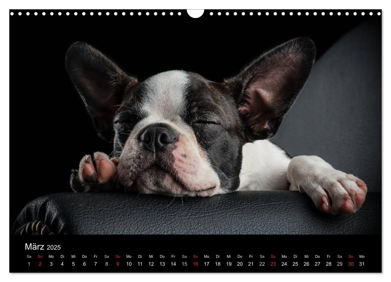 Bild: 9783435613892 | Colored Boston Terrier 2025 (Wandkalender 2025 DIN A3 quer),...