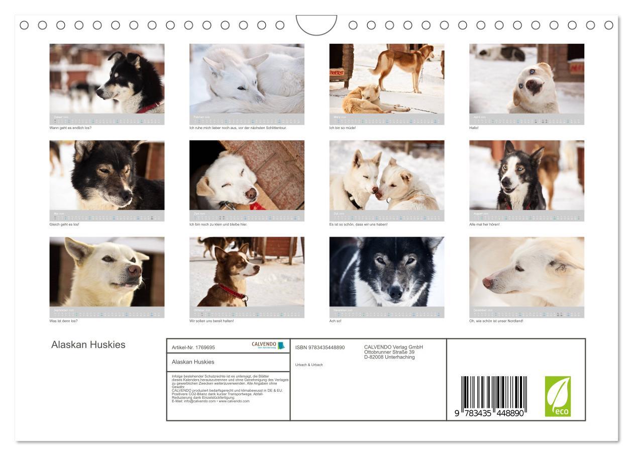 Bild: 9783435448890 | Alaskan Huskies (Wandkalender 2025 DIN A4 quer), CALVENDO...