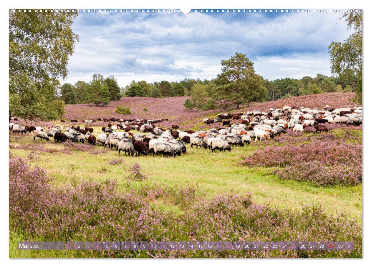 Bild: 9783383831324 | Im Blütenrausch der Lüneburger Heide (Wandkalender 2025 DIN A2...