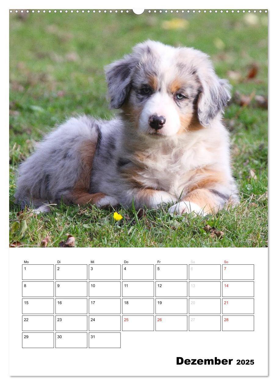 Bild: 9783457079805 | Australian Shepherd (Wandkalender 2025 DIN A2 hoch), CALVENDO...