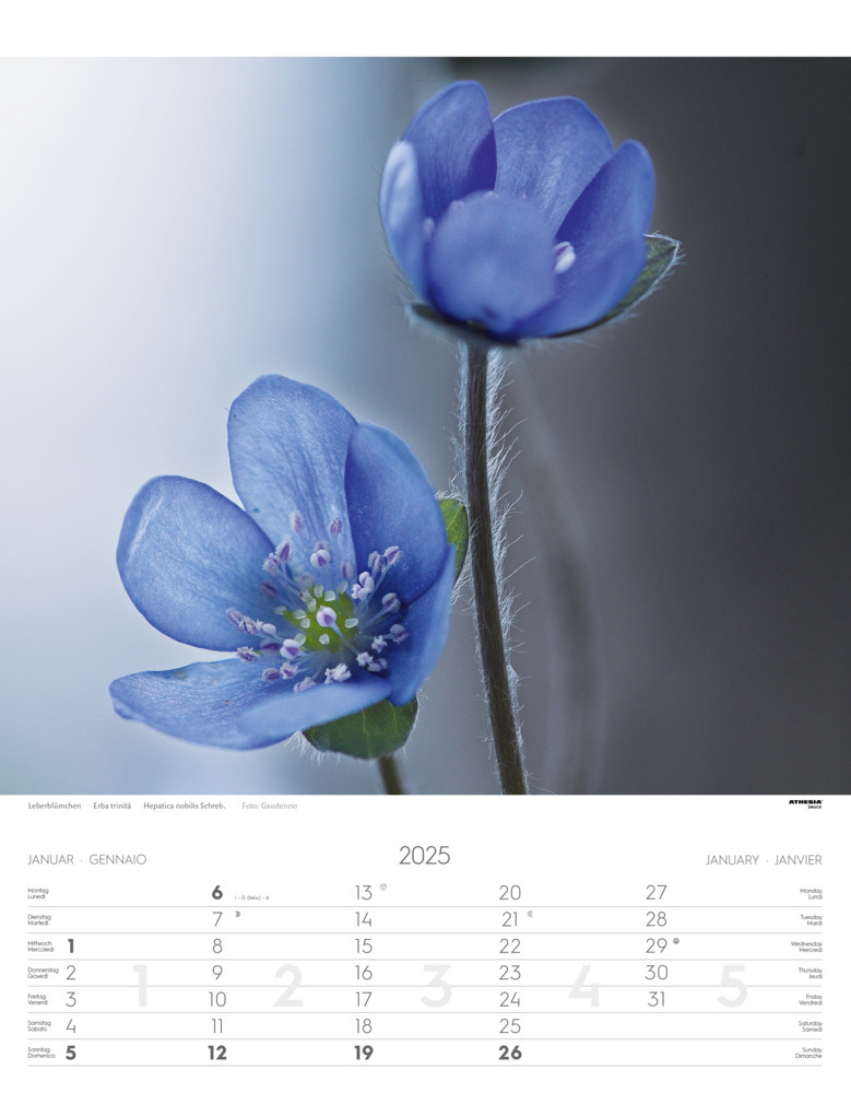 Bild: 9788868397425 | Alpenblumen Kalender 2025 | Fiori alpini - Alpine flowers | Verlag