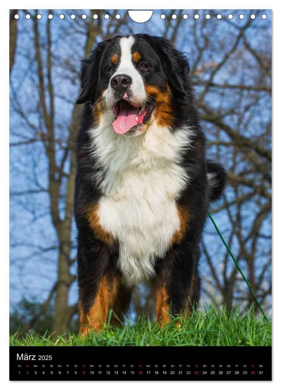 Bild: 9783457056325 | Faszination Berner Sennenhund (Wandkalender 2025 DIN A4 hoch),...