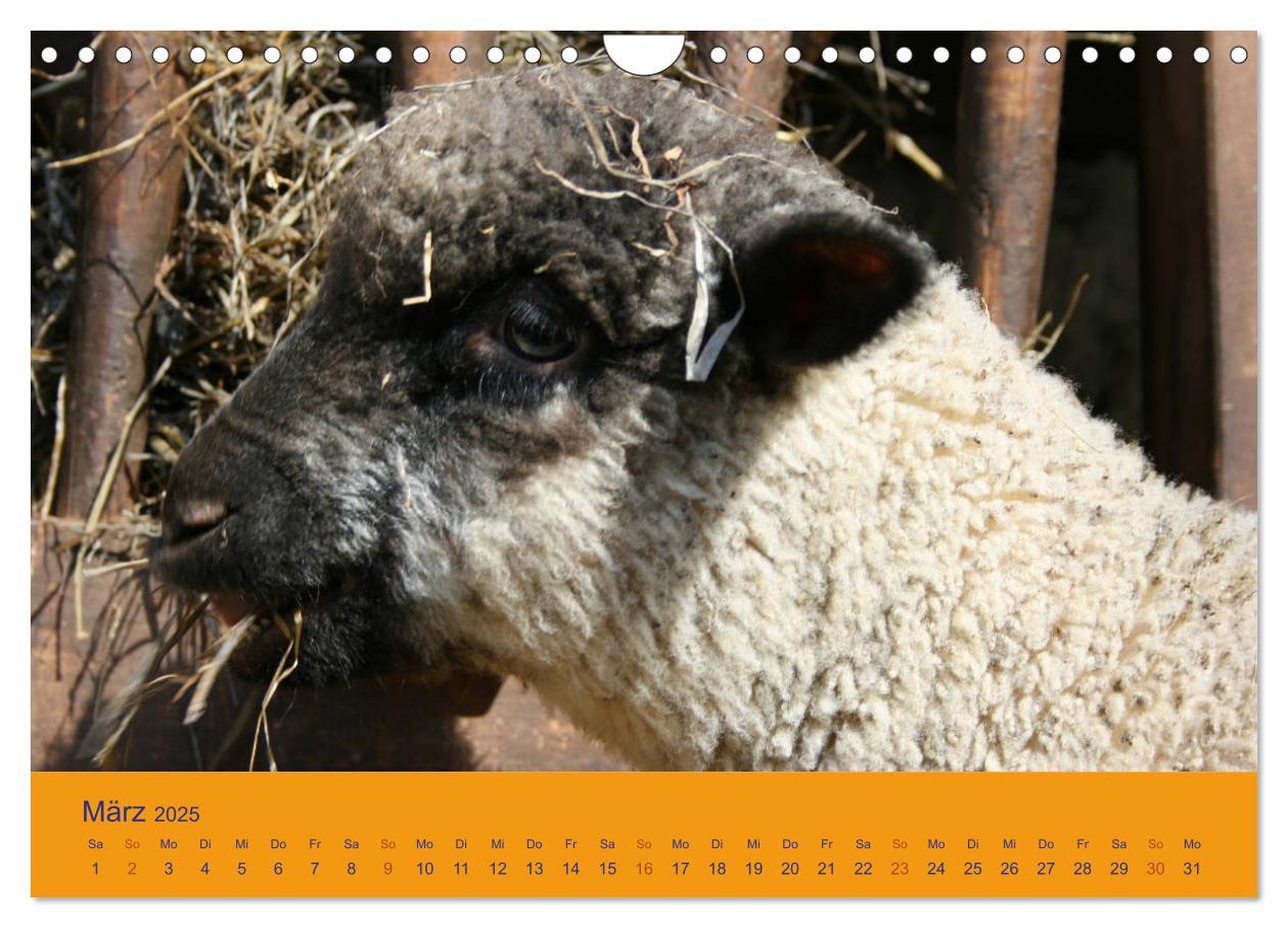 Bild: 9783435249985 | Shropshire Schafe (Wandkalender 2025 DIN A4 quer), CALVENDO...