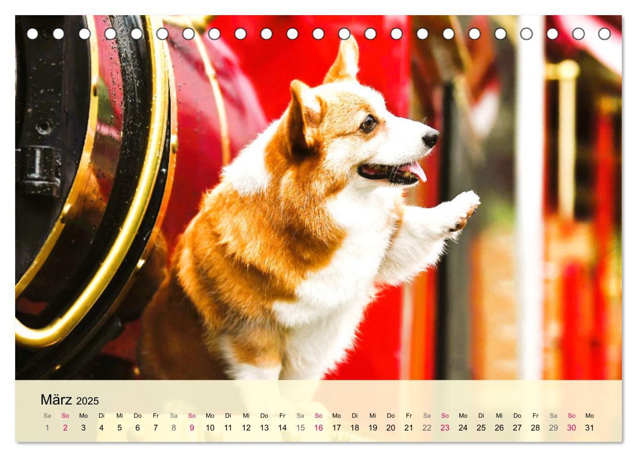 Bild: 9783435019502 | Welsh Corgi. Zauberhafter Dickkopf auf kurzen Beinen (Tischkalender...