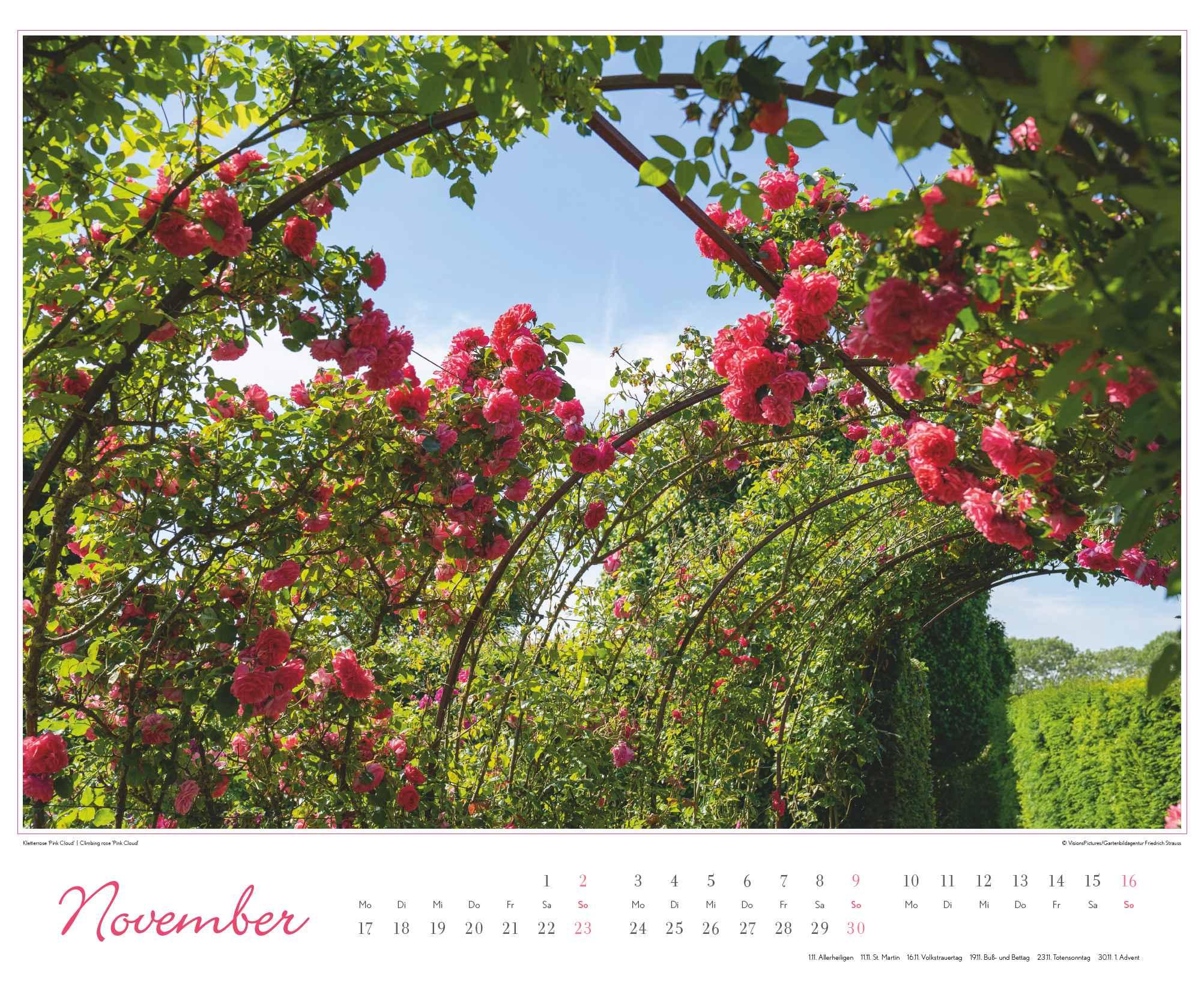 Bild: 4250809653457 | Im Rosengarten 2025 - DUMONT Garten-Kalender - Querformat 52 x 42,5...