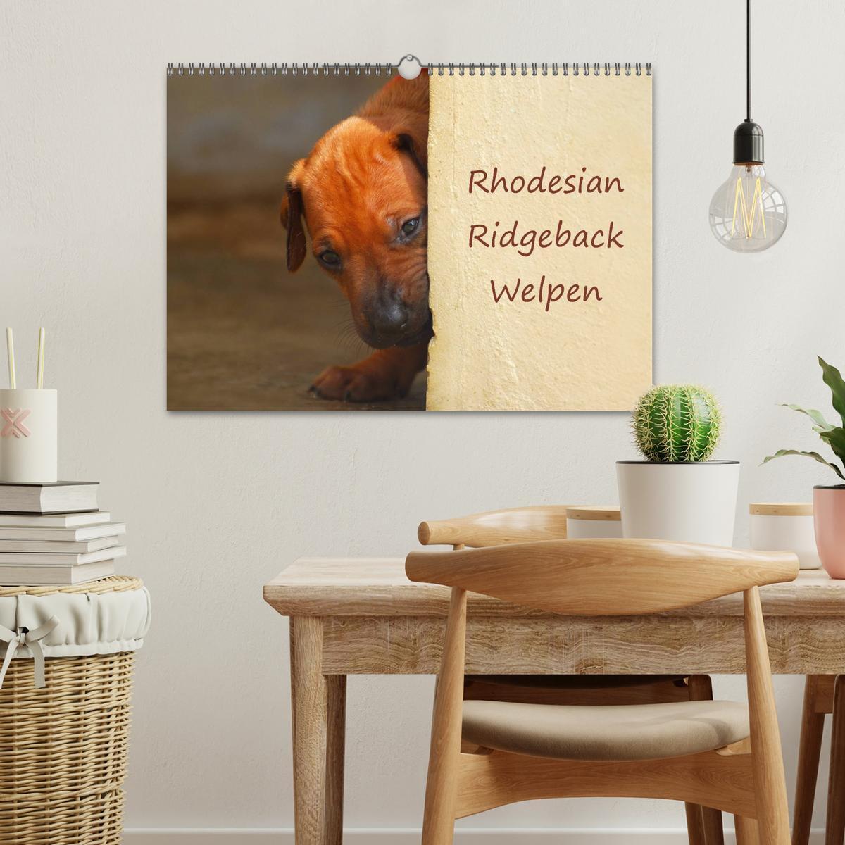 Bild: 9783435623518 | Rhodesian Ridgeback Welpen (Wandkalender 2025 DIN A3 quer),...