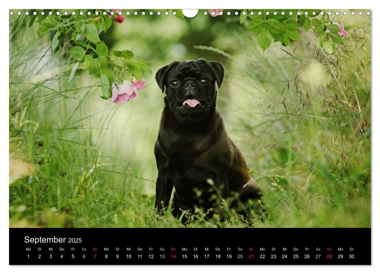 Bild: 9783435770557 | Der MOPS-Kalender (Wandkalender 2025 DIN A3 quer), CALVENDO...