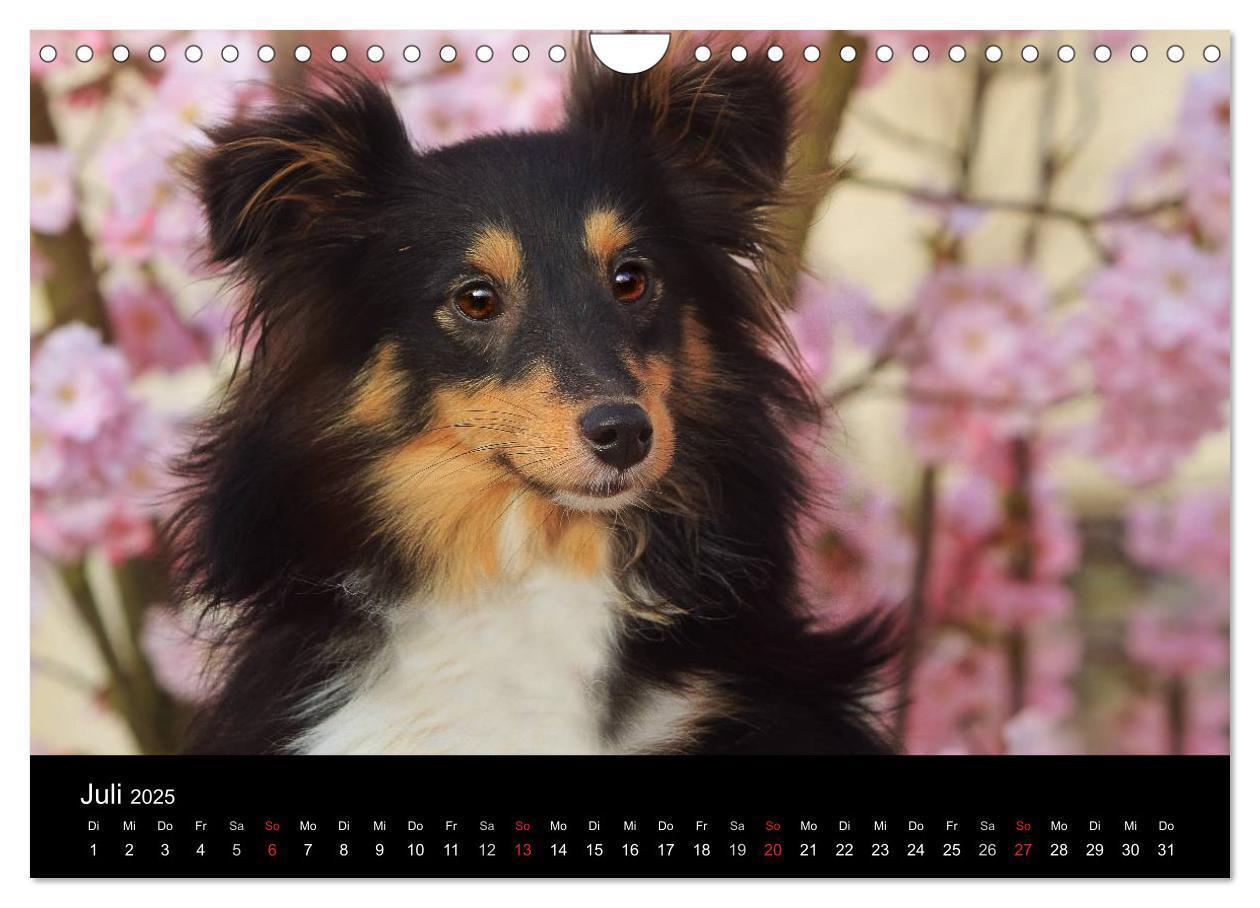 Bild: 9783435606795 | Wir lieben Shelties (Wandkalender 2025 DIN A4 quer), CALVENDO...