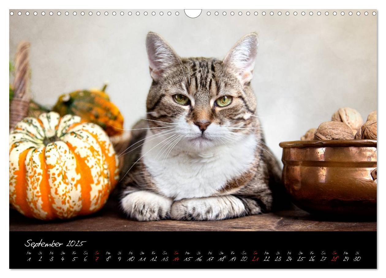 Bild: 9783435837335 | Katzen 2025 (Wandkalender 2025 DIN A3 quer), CALVENDO Monatskalender