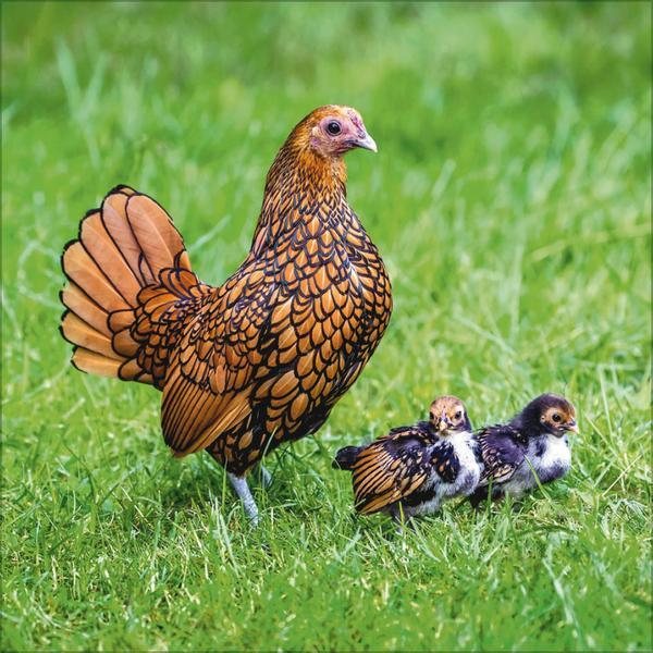 Bild: 9783731876427 | Tiere auf dem Bauernhof 2025 | Verlag Korsch | Kalender | 13 S. | 2025