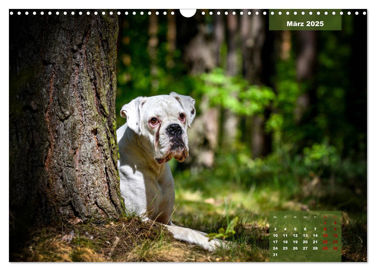 Bild: 9783435110667 | Boxer Frech und fröhlich durch das Jahr (Wandkalender 2025 DIN A3...